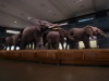 Elefanten in der Afrika Halle