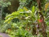Big Island, Hilo, Botanischer Garten