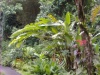 bei einem Spaziergang durch den Garten ist man von tropischer Vegetation eingehüllt