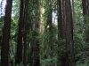 Spaziergang Muir Woods, Mammutbäume