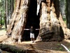 Sequoia Nationalpark