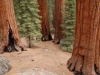 Mammutbäume im Sequoia and Kings Canyon Nationalpark