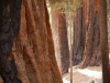 im Sequoia and Kings Canyon Nationalpark