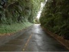enge vegetationsreiche Straße auf Big Island