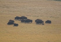 Bison Herde