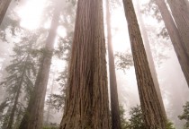 Redwood Mammutbäume