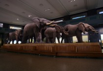 Elefanten in der Afrikanischen Halle