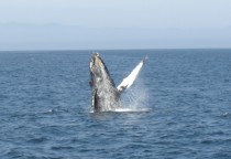 Whale Watching in Kalifornien