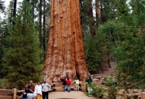 General Sherman Baum im Sequoia Nationalpark, Kalifornien