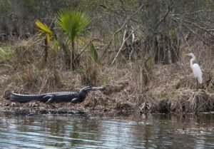 Jean Lafitte Swamp and Airboat Tours
