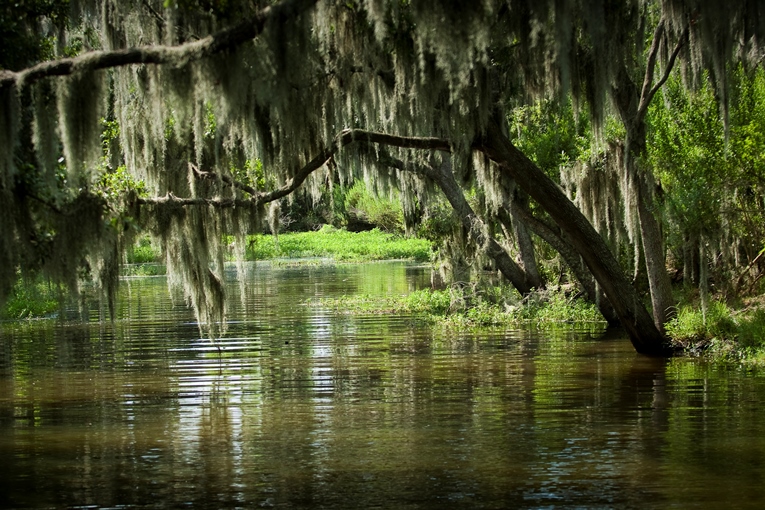 Swamp-New-Orleans-Plantation-Country-Lou