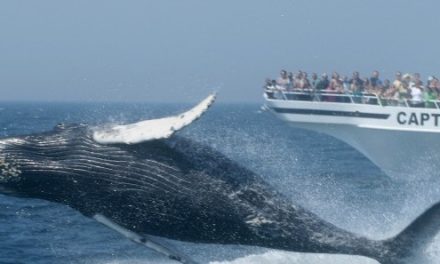 Whale Watching in Neuengland