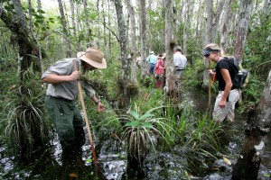 Natur der Everglades kennenlernen auf einer Sumpfwanderung