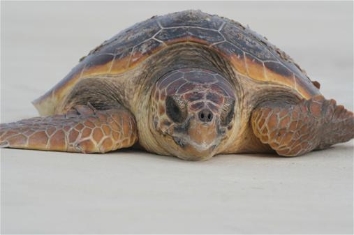 Das lustige Tapsen – Schildkrötensaison an der Paradise Coast