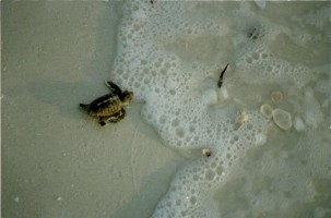 Schildkrötenbaby