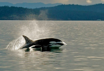 auf San Juan Island kann man Orcas beobachten