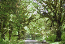 Hoh Rainforest Road