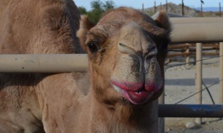 Malen mit einem Kamel – The Living Desert Zoo & Gardens in Palm Springs