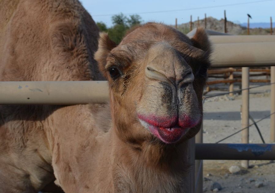 Malen mit einem Kamel – The Living Desert Zoo & Gardens in Palm Springs
