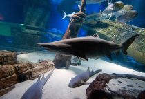 Long Island Aquarium, Exhibition Center