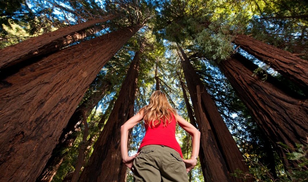 Redwood Nationalpark im Westen der USA