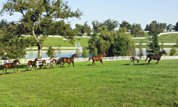 Pferde, Bourbon & Bluegrass: Kentucky