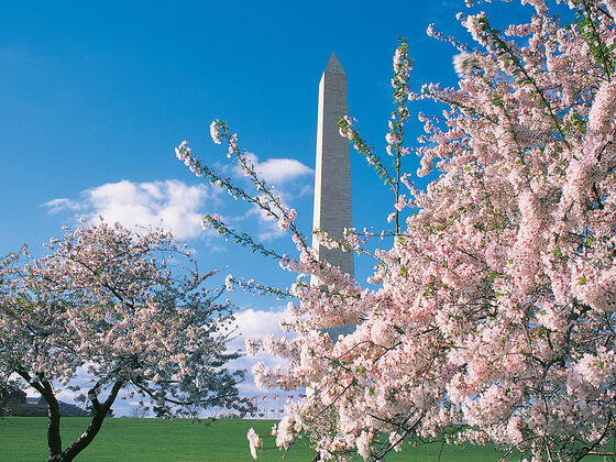 Washington-Monument-with-blossoms
