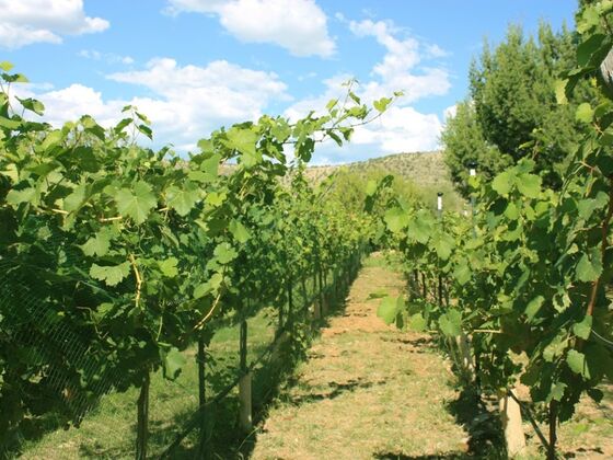 6-3 Weinberge besichtigen auf dem Verde Valley Wine Trail