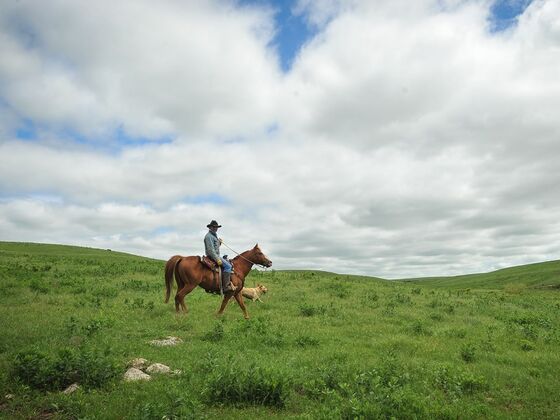 Cowboy in the Tallgrass Prairie, KSOK