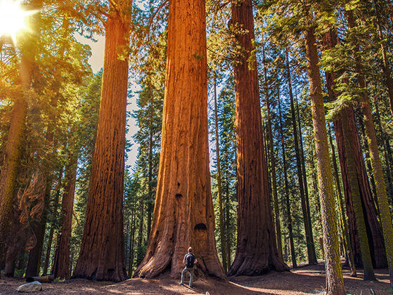 sequoia nationalpark
