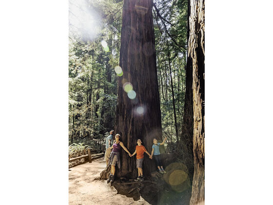 Armstrong-Redwoods-State-Natural-ReserveSonoma-County