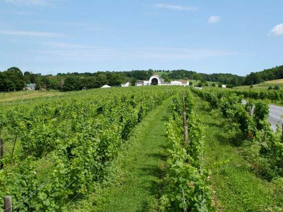 11 Millbrook Vineyards & Winery