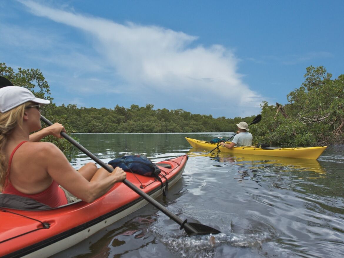 kayak mangroves