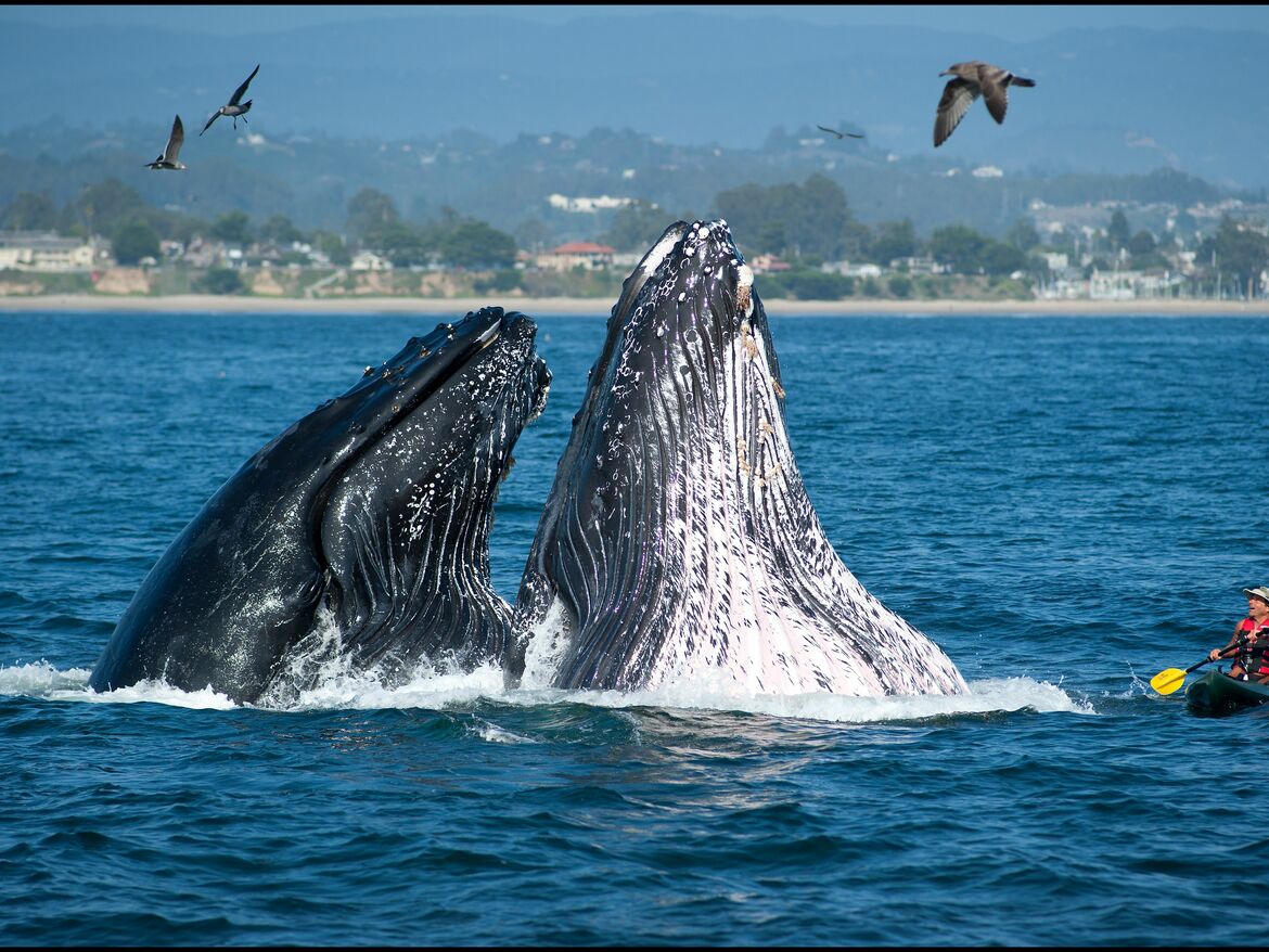 Whale Watching in Santa Cruz