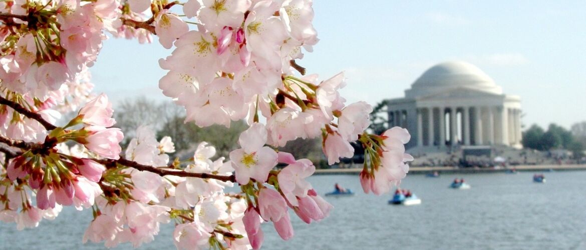 Reiseinfo NYC, Osten, Cherry Blossoms, Jefferson Memorial