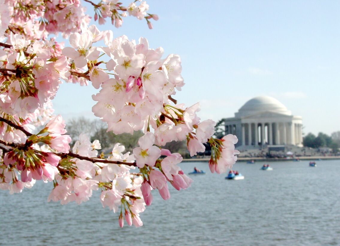 Reiseinfo NYC, Osten, washington dc, Cherry Blossoms, Jefferson Memorial