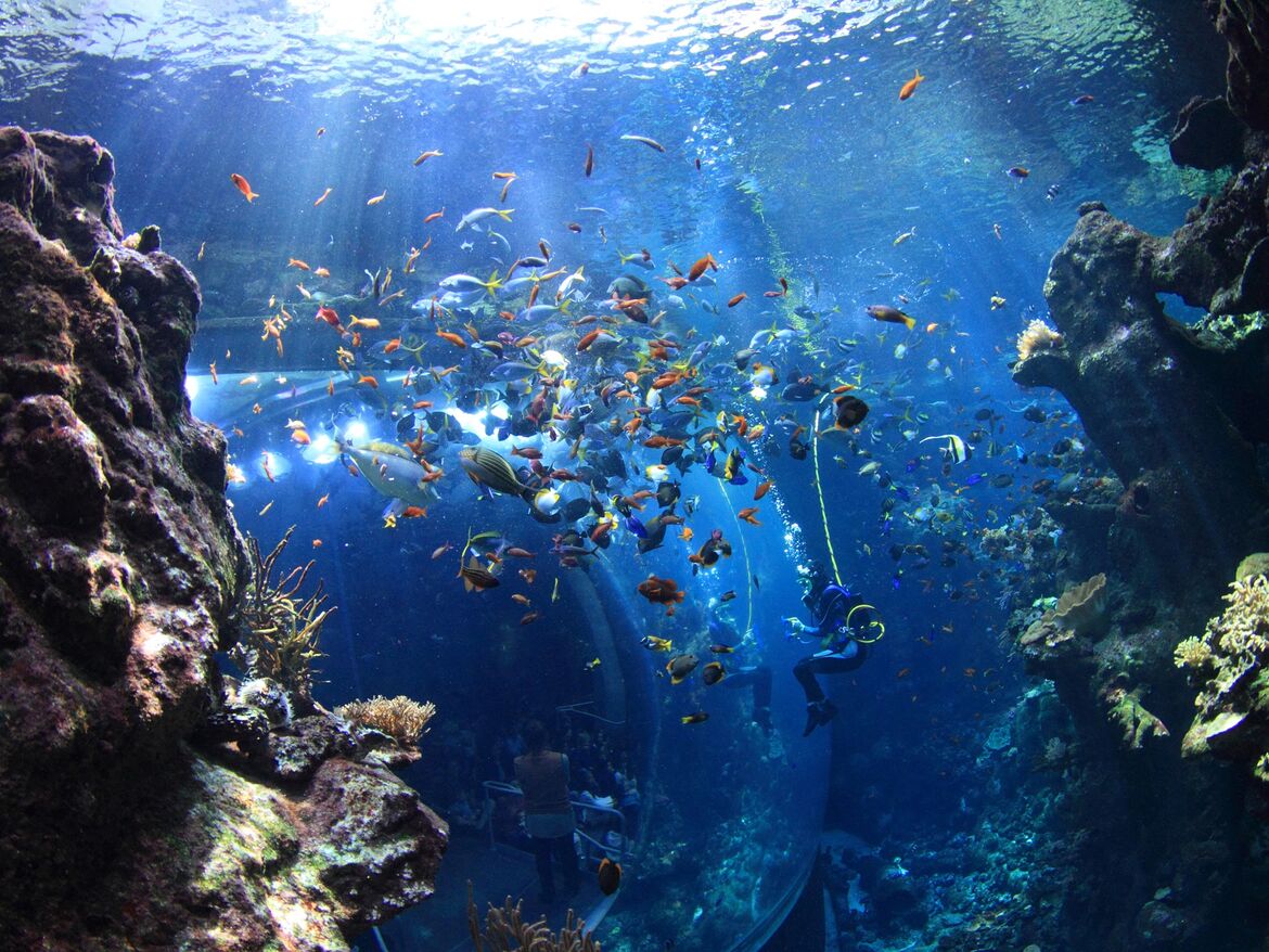 CAS aquarium coral_reef_diver_Will Love